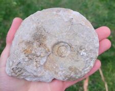 Gros fossile ammonite d'occasion  Vif