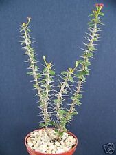 Euphorbia guillemetii hybrid for sale  Miami