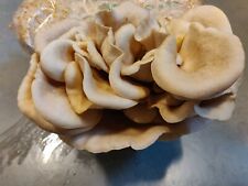 Pearl oyster mushroom for sale  DUNDEE