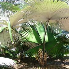 White elephant palm for sale  Shipping to Ireland