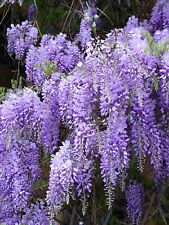Chinese wisteria seeds for sale  BRIDGEND