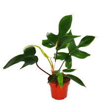 Philodendron florida beauty gebraucht kaufen  Zweibrücken