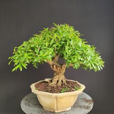 Bonsai melograno giapponese usato  San Pancrazio Salentino