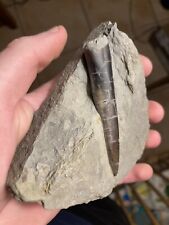 Belemnite fossile acrocoelites d'occasion  Sessenheim