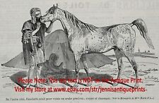 Horse arabian stallion for sale  Lake Villa