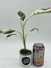 Musa florida variegated for sale  Detroit