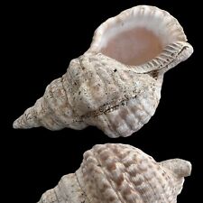 Triton's Trumpet Large Conch Shell Natural Charonia Tritonis Seashell Ocean 10" for sale  Shipping to South Africa