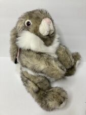 Holland lop rabbit for sale  Kilgore