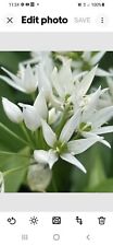 Wild garlic cornered for sale  WOODBRIDGE