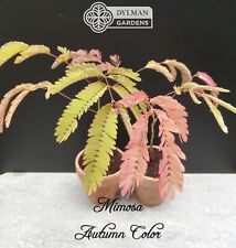 Mimosa tree albizia for sale  Sheridan