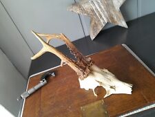 Antler horns roe for sale  KEIGHLEY