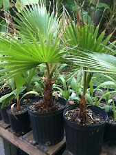 Mexican fan palm for sale  Los Fresnos