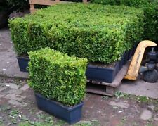 Buxus sempervirens instant for sale  BECCLES