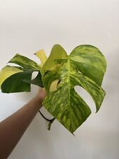 Monstera aurea variegated for sale  San Jose