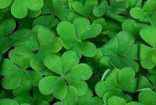 Shamrock seeds trifolium for sale  BURTON-ON-TRENT