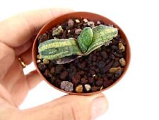 Gasteria batesiana variegated usato  Napoli