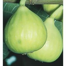 Kadota fig fruit for sale  Irvine