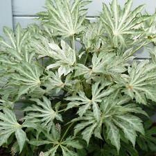 Fatsia japonica spinnennetz gebraucht kaufen  Versand nach Germany