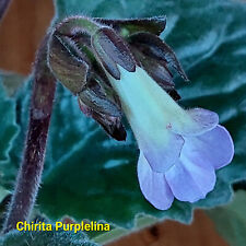 Primula purplelina gebraucht kaufen  Hohenmölsen