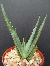 Aloe cultivar blue for sale  Miami