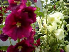 Hollyhock red 60 for sale  Ireland