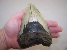 6.22 megalodon fossil for sale  Newark