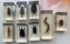 Insects bug resin for sale  ALDERSHOT