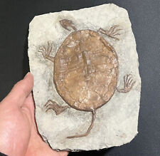 Real Turtle Fossil Rare Chinese Best Triassic Keichousaurus Collection for sale  Shipping to South Africa