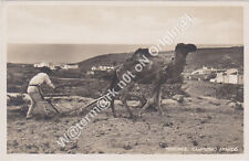 Arado desenhado por camelo RP Tenerife Ilhas Canárias Espanha c1933 comprar usado  Enviando para Brazil