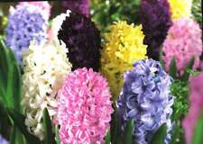 Prechilled mixed hyacinth for sale  USA