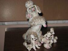 poodle puppy for sale  Fort Lauderdale