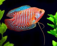 Neon dwarf gourami for sale  LONDON