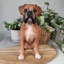 Boxer dog brown for sale  COLERAINE