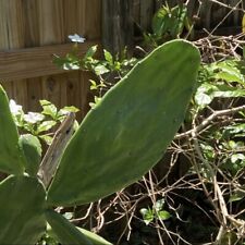 Opuntia prickly pear for sale  Clearwater