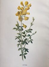 Antiker druck cytisus gebraucht kaufen  Versand nach Germany