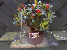 Bonsai evergreen rhododendrom for sale  CANNOCK