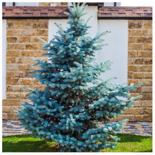 Blue spruce xmas for sale  Shipping to Ireland