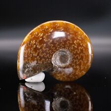 Polished ammonite madagascar d'occasion  Expédié en Belgium
