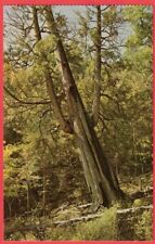 Arbor vitae tree for sale  Mill Spring