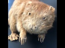 Vintage taxidermy beaver for sale  Geneseo