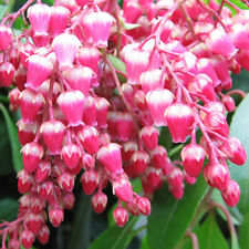 Pieris valley valentine for sale  UK