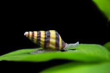 Assassin snails pest for sale  Perris