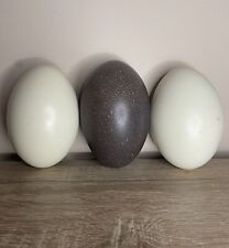 Emu eggs ostrich for sale  NORWICH