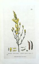 Antique botanical print for sale  SHREWSBURY