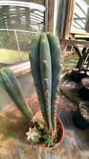 Echinopsis cactus jadaxgiant for sale  Monticello