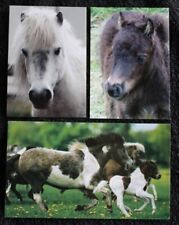 mini shetland pony gebraucht kaufen  Limburg