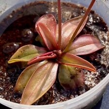 Fresh seeds pinguicula for sale  UK