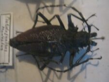magnificent goat beetle Prionidae Psalidognathus modestus W-from Ecuador for sale  Shipping to South Africa