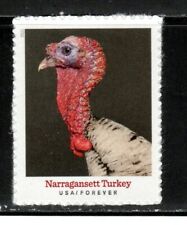 5586 narragansett turkey for sale  Palm Bay