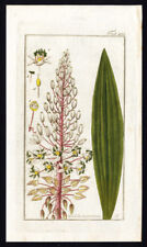 Antique Flora Print-DRIMIA MARITIMA-SEA SQUILL-SEA ONION-SCILLA-RED-Zorn-1796, used for sale  Shipping to South Africa